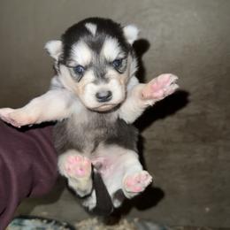 Boy 5 - Black and white male Siberian Husky puppy in Iron River, Wisconsin from Wiemeri Siberians