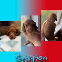 Grayson - Red male Dachshund puppy in Brazil, Indiana from King Duke Dachshunds