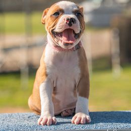 Princess Peach - Red and white Staffordshire Bull Terrier puppy in College Station, Texas from Vivace Staffords