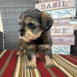 Cinnamon - Salt and pepper female Miniature Schnauzer puppy in Hemet, California from Journee Home Mini Schnauzers