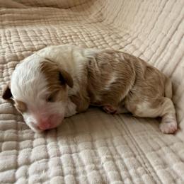 Butter - Blenheim female Cavapoo puppy in Acworth, Georgia from Cumberland Cavaliers