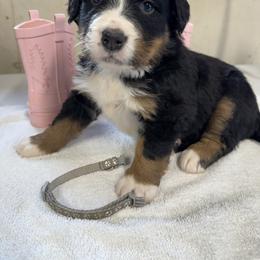 Grey - Black rust and white female Bernese Mountain Dog puppy in Delton, Michigan from Rocky Top Acres
