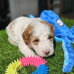 Moana - Parti female Goldendoodle puppy in Austin, Texas from Doodles Fur Days