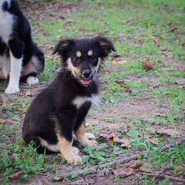 Bexlee Jean - Miniature Australian Shepherd puppy in Berryville, Arkansas from 2Lazy2P Mini Aussies