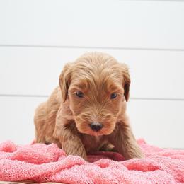 Nala- Pink Collar - Apricot female Goldendoodle puppy in Arlington, Washington from Anderson Goldendoodles