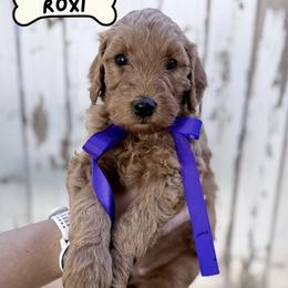 Girl 3 - female Goldendoodle puppy in Snowflake, Arizona from Arizona Darling Doodles