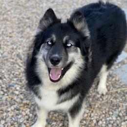 Eriana - Siberian Husky