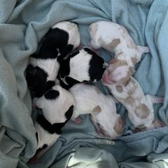 Cavachon, Cavalier King Charles Spaniel, and Cavapoo Puppies from Cavachon Love