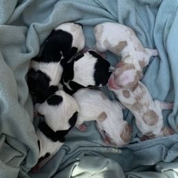 Cavachon, Cavalier King Charles Spaniel, and Cavapoo Puppies from Cavachon Love