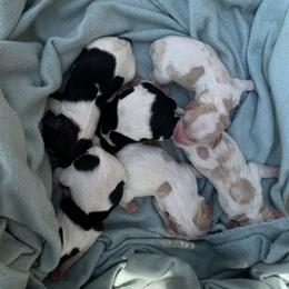 Cavachon, Cavalier King Charles Spaniel, and Cavapoo Puppies from Cavachon Love