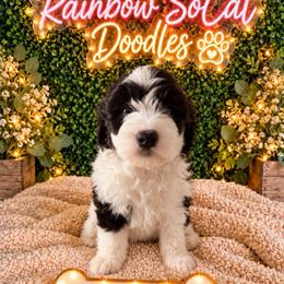 Thomas - Black and white male Sheepadoodle puppy in Moreno Valley, California from Rainbow SoCal Doodles