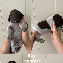 German Shorthaired Pointer Puppies from Lusk Puppies