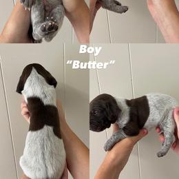 German Shorthaired Pointer Puppies from Lusk Puppies
