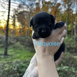 Turquoise - Black female Labrador Retriever puppy in Lawton, Michigan from DuckAlly Kennel