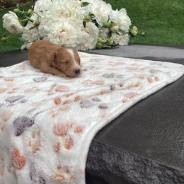 Miki - Cream female Poodle puppy in Narvon, Pennsylvania from Corgi Companions (license number 18998)
