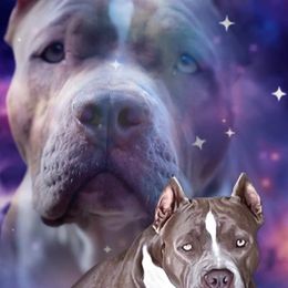 Harper - American Bully