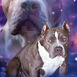 Harper - American Bully