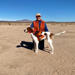 Irish Red and White Setter All Grown Up from Renegade Red & White Setters