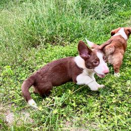 Jack Daniel's - Liver and white male Cardigan Welsh Corgi puppy in Crystal River, Florida from Coopers Korner
