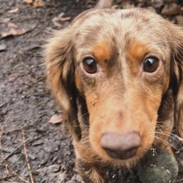 Dachshunds from DoxieKisses