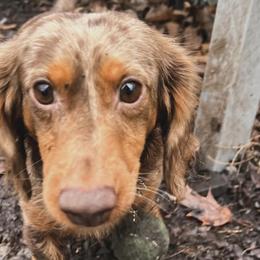 Dachshunds from DoxieKisses