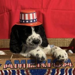 English Springer Spaniel Puppies from A & R Springers
