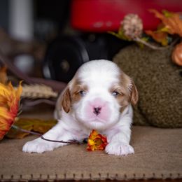 Marigold - "Goldie" - Cavalier King Charles Spaniel puppy from Judy's Cavaliers