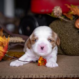 Marigold - "Goldie" - Cavalier King Charles Spaniel puppy from Judy's Cavaliers