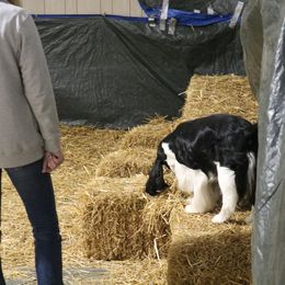 English Springer Spaniel All Grown Up from RuffHouser English Springer Spaniels