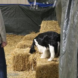 English Springer Spaniel All Grown Up from RuffHouser English Springer Spaniels