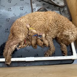Goldendoodle puppies from Marshall Goldendoodles