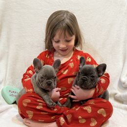 French Bulldogs from Laurelwood Frenchies CA