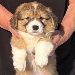 Jade - Green Collar Female - Red female Pembroke Welsh Corgi puppy in Victoria, Texas from Clear Creek Corgis