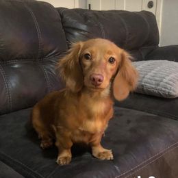 Dolly - Dachshund