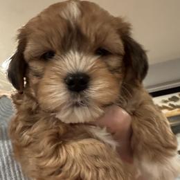 Boy 1 - Red male Havanese puppy in Walpole, Massachusetts from Golden Glen Havanese