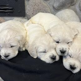 2nd Pick Female - Light golden female Golden Retriever puppy in Douglas, Wyoming from White River Retrievers