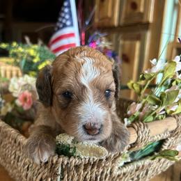 Sierra,  2 weeks old - Wheaten female Whoodle puppy in Crawford, Colorado from Saddle Mountain Doodles