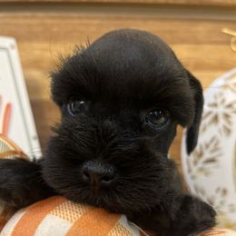 Boy 1 - Miniature Schnauzer puppy from Deep South Miniature Schnauzers