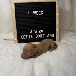 Brian - Cream male Dachshund puppy in Dickinson, Texas from Beth’s Doxieland