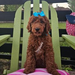 Turquoise female - Red  female Goldendoodle puppy in Haughton, Louisiana from Bailey’s Cajun Canines