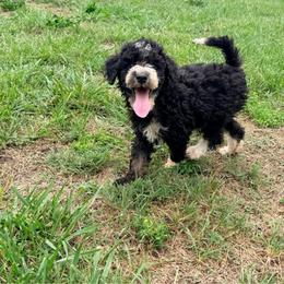 Tenderheart with training - Tri-color male Bernedoodle puppy in Boonville, North Carolina from Doods & Dolls