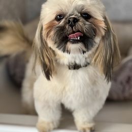 Brody - Shih Tzu
