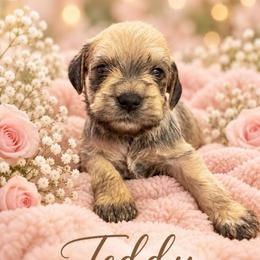 Teddy - Salt and pepper male Miniature Schnauzer puppy in Hull, Georgia from Ardent Miniature Schnauzers of Athens