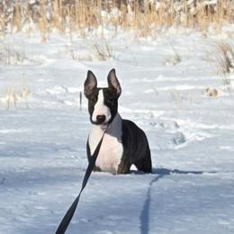 Bull Terrier Puppies from Lynn Hill Bull Terriers