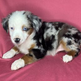 Billy - Blue merle male Toy Australian Shepherd puppy in Milton Freewater, Oregon from Sparkling Cross Toy & Mini Aussies