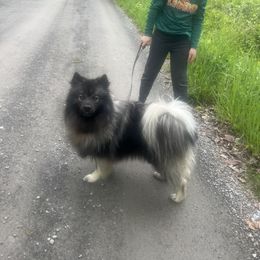 Keeshond All Grown Up from Rebecca’s Pixie Poms
