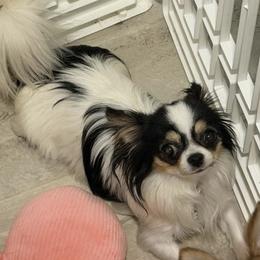 Luna - Chihuahua