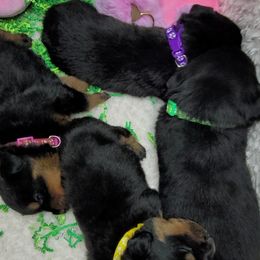 Girl 2 - Rottweiler puppy in Cocoa, Florida from Space Coast Rottweilers