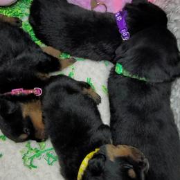 Girl 2 - Rottweiler puppy in Cocoa, Florida from Space Coast Rottweilers