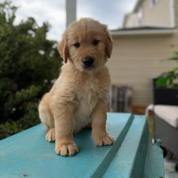 Steve - Golden male Golden Retriever puppy in Duncan, South Carolina from Glimmer Goldens